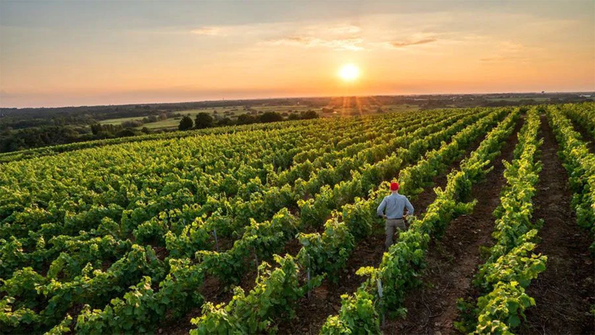 El puesto de trabajo que se necesita es el de un Ingeniero Agr&oacute;nomo.