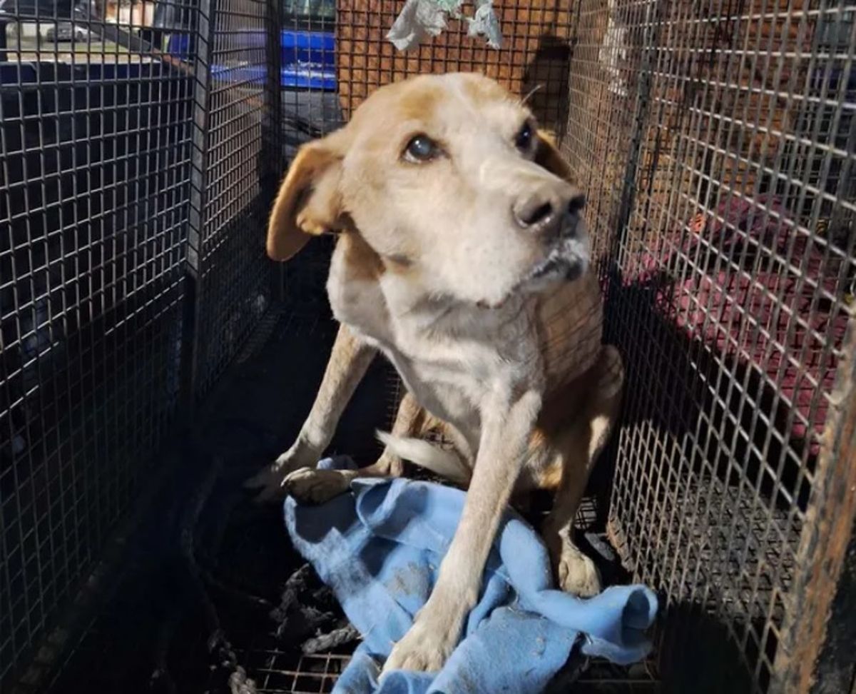 Los agentes de la Brigada Ecológica de Rosario rescataron al perrito del pozo de tormenta y fue llevado a un centro de atención médica Los agentes de la Brigada Ecológica de Rosario rescataron al perrito del pozo de tormenta y fue llevado a un centro de atención médica
