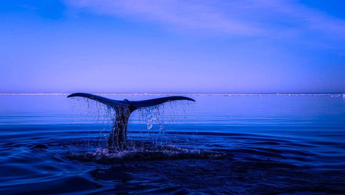 Se obtuvo de las excavaciones en el océano 13 vértebras, cuatro costillas y un hueso de la cadera