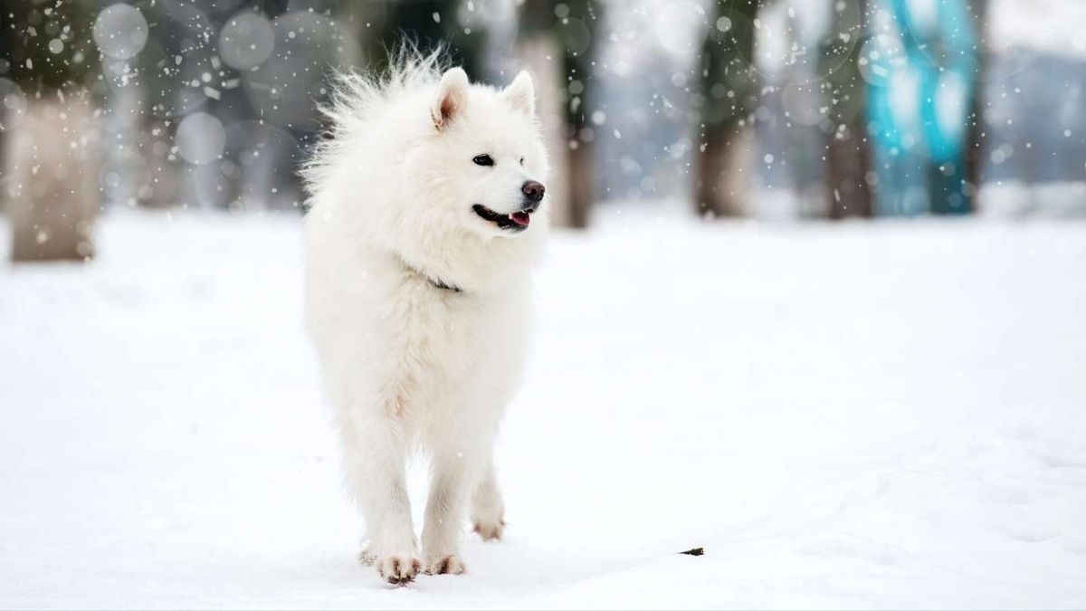 Consigue un refugio caliente para tu perro. Consigue un refugio caliente para tu perro.