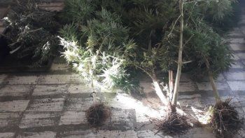 Once detenidos en operativos antidrogas en toda la provincia