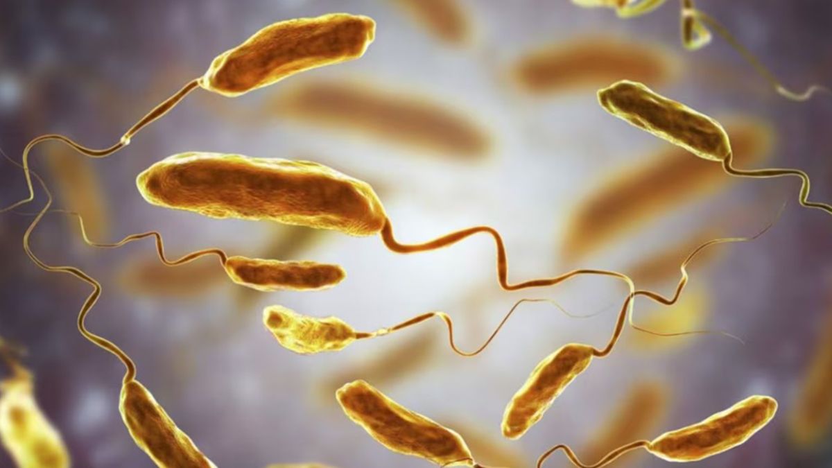 Alerta en Estados Unidos: un brote de vibriosis provocó cinco muertos y decenas de afectados.
