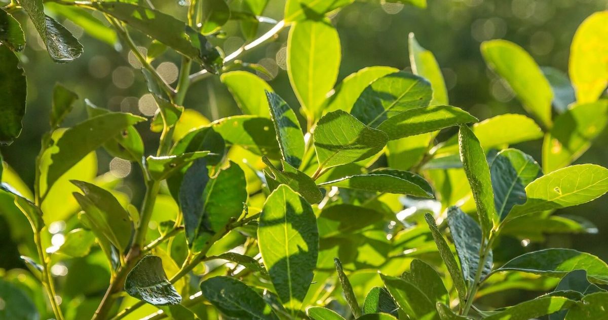 Mate rico y saludable. Existe un variado de marcas con cada gusto de los consumidores que toman mate. Mate rico y saludable. Existe un variado de marcas con cada gusto de los consumidores que toman mate.