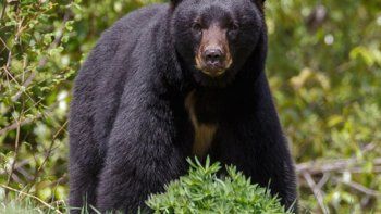 Un oso mató a un joven en una reserva natural cerca de Nueva York