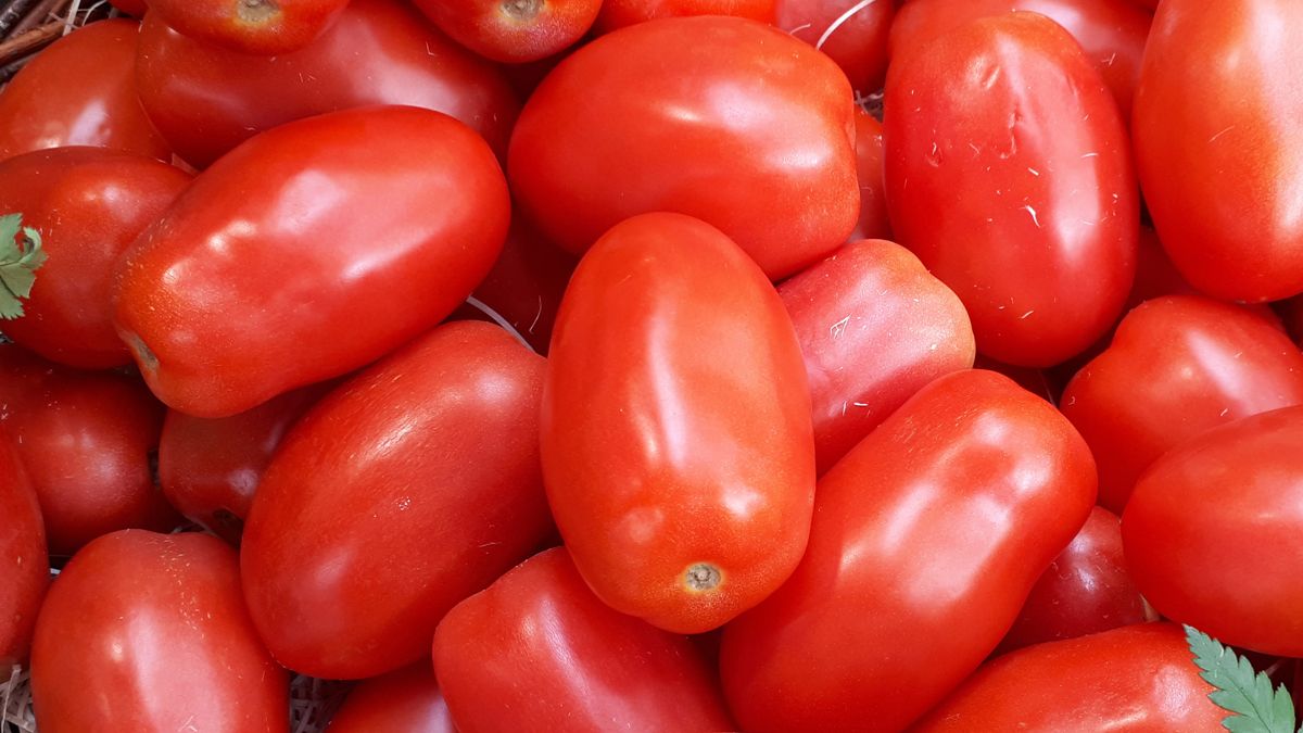 Tomate perita. Tomate perita.