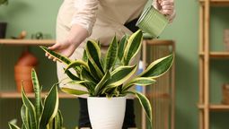 Esta es la forma correcta de regar una sansevieria en junio. Esta es la forma correcta de regar una sansevieria en junio.