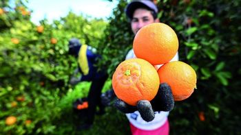 El país de América Latina que construyó una fortuna con las naranjas: es el mayor exportador de jugo y ahora enfrenta una baja inédita El país de América Latina que construyó una fortuna con las naranjas: es el mayor exportador de jugo y ahora enfrenta una baja inédita