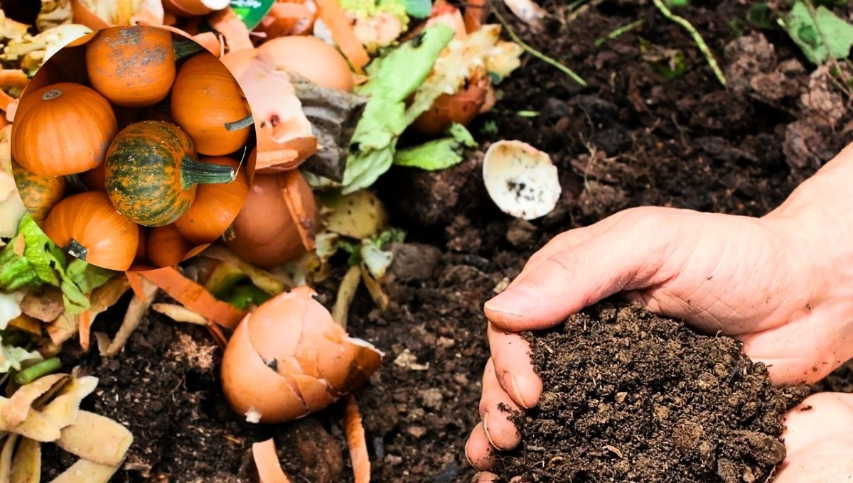 La cáscara de calabaza puede aportar grandes beneficios para tu jardín 