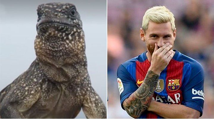 Explotó en las redes: el fenómeno viral de la iguana Messi