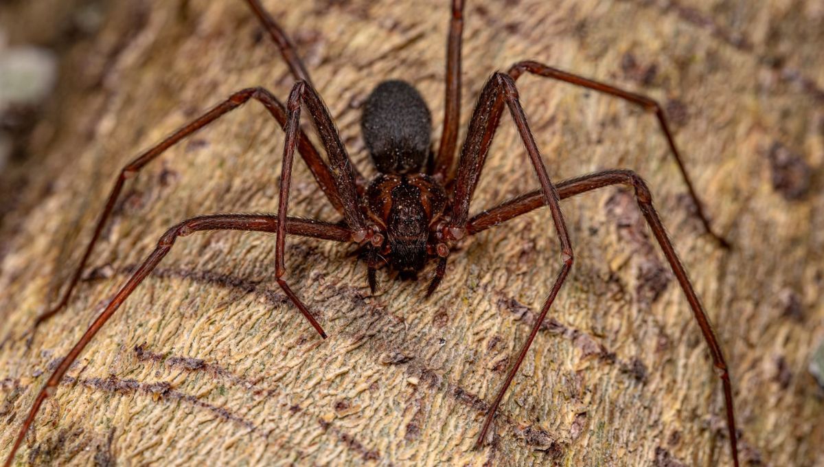 La araña violinista puede ser alejada de tu casa a través de la presencia de una popular planta