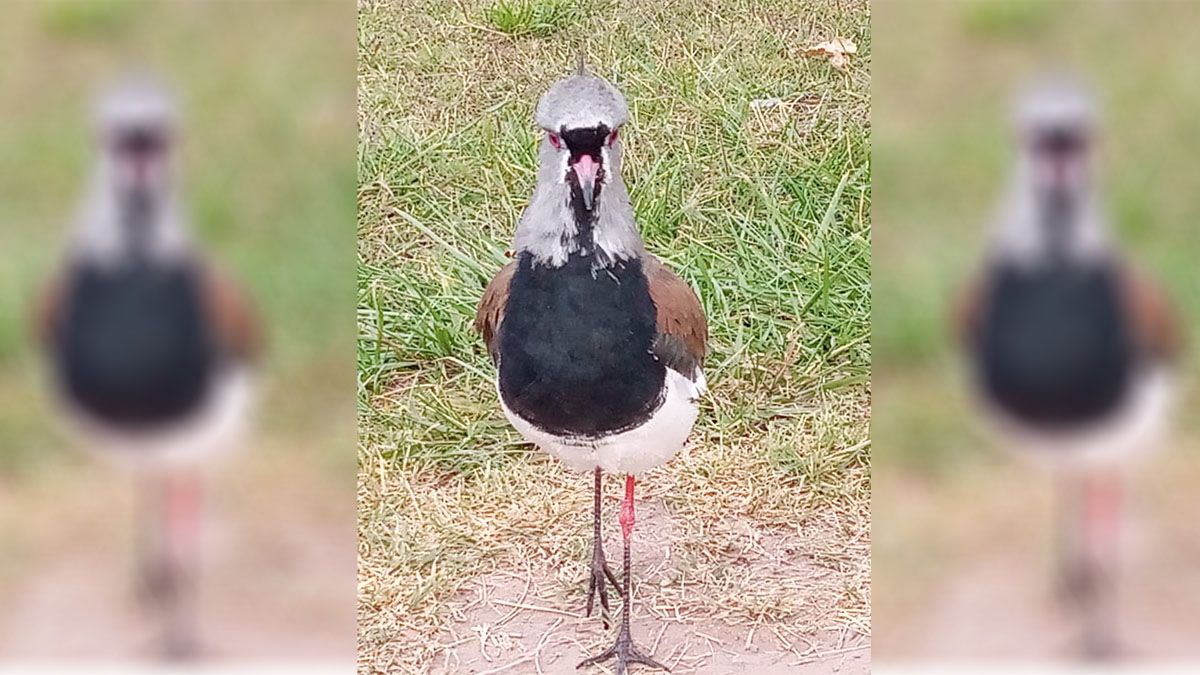 Los teros son frecuentes víctimas de ataques.