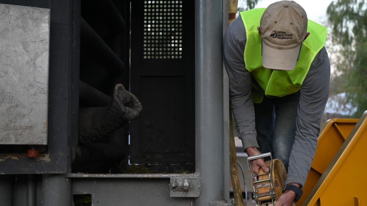 La elefanta Kenya partió este viernes rumbo al santuario de elefantes en Mato Grosso