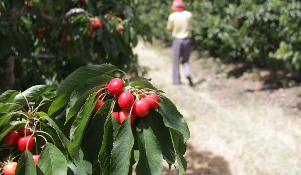 Los exportadores de cerezas en Mendoza esperan el dólar agro de Massa.