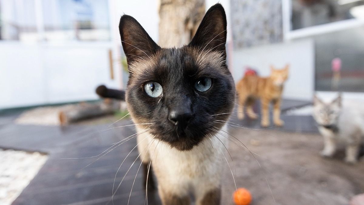 Veterinarios explican que los gatos sufren igual que los perros la ausencia de sus dueños. Y el estrés que les genera la situación puede causarles enfermedades graves. Veterinarios explican que los gatos sufren igual que los perros la ausencia de sus dueños. Y el estrés que les genera la situación puede causarles enfermedades graves.