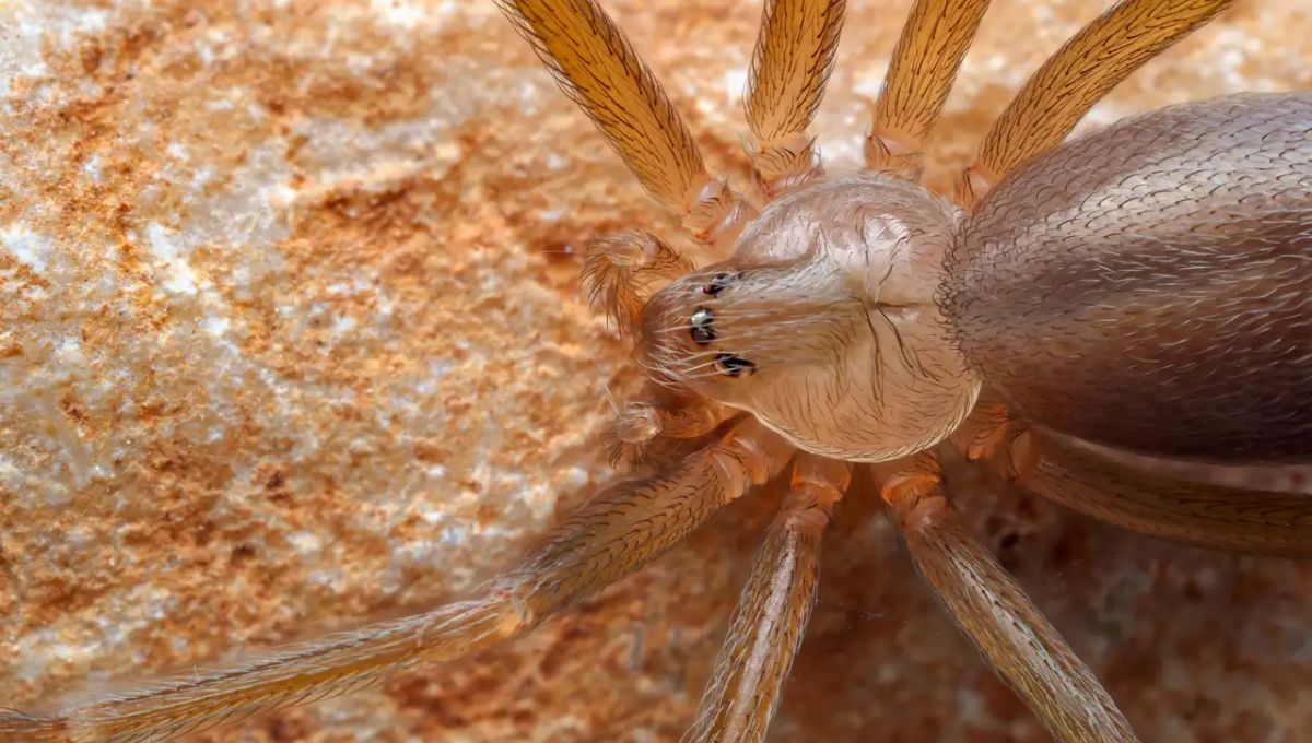 La mezcla de dos ingredientes que es efectiva para mantener alejada a la araña violinista