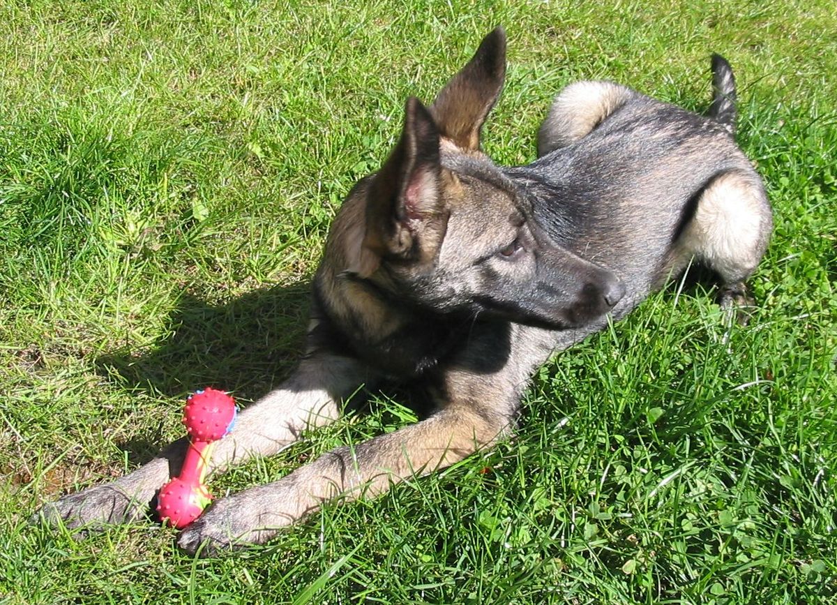 Algunos perros, como el perro lobo italiano, est&aacute;n m&aacute;s cerca de sus primos que otros.
