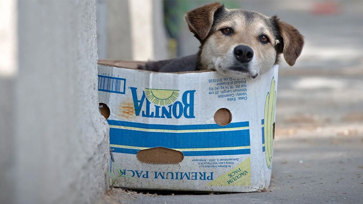 27 De Julio Día Del Perro Callejero Por Qué Se Celebra Hoy