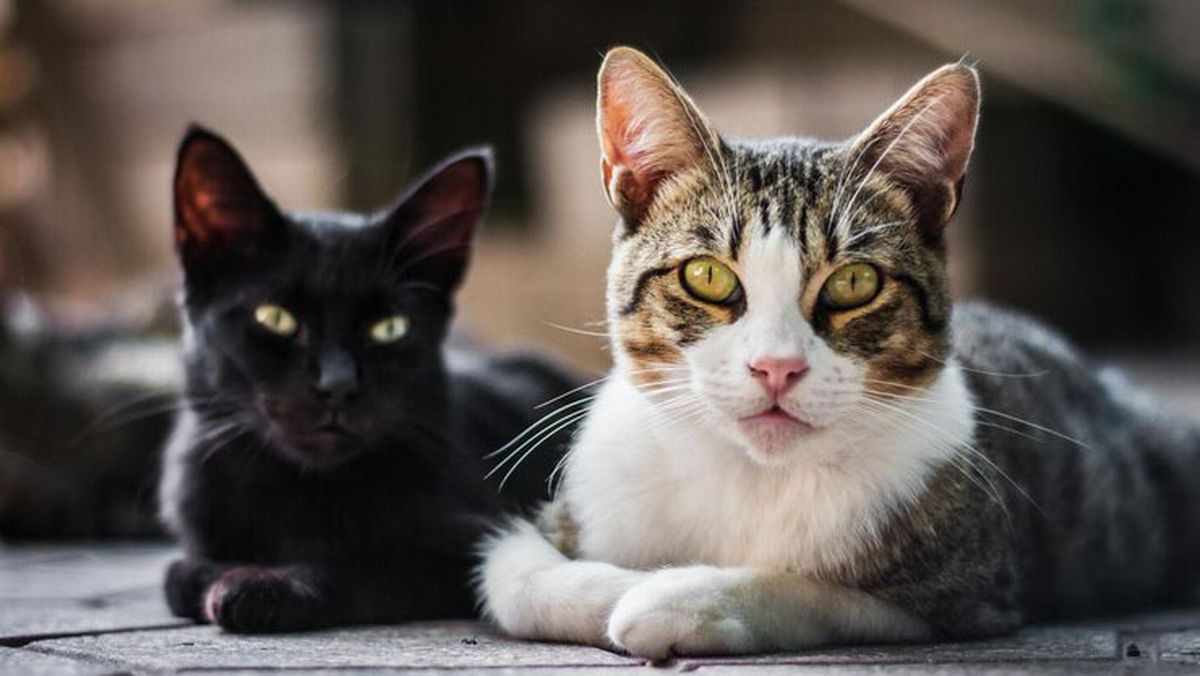 Según los expertos es mejor tener dos gatos que uno.