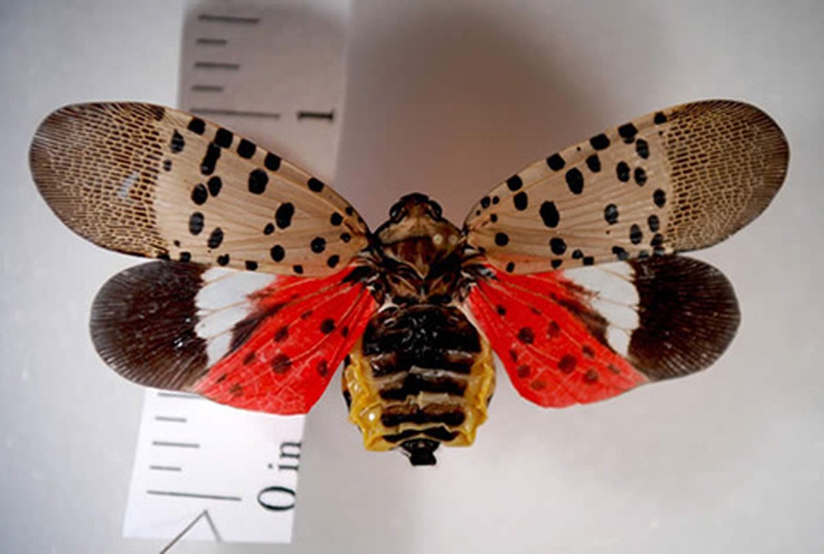 Mosca linterna moteada (SLF) Mosca linterna moteada (SLF)