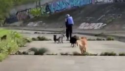 Los perros evitaron un ataque en Australia. Imagen: captura de pantalla