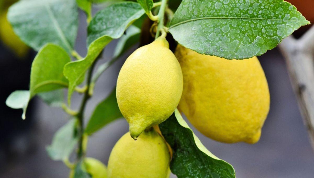 Las hojas arrugadas son un problema frecuente en el limonero