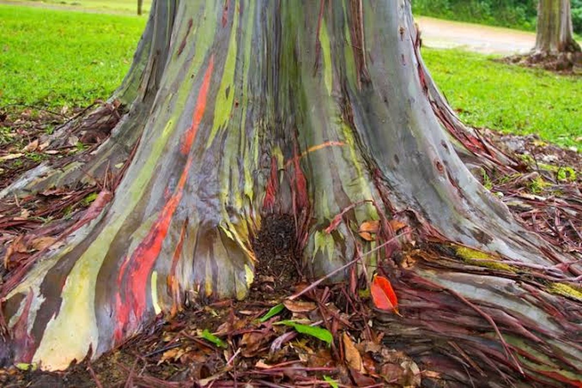 Debes tener una serie de consideraciones a la hora de plantar este árbol. Debes tener una serie de consideraciones a la hora de plantar este árbol. 