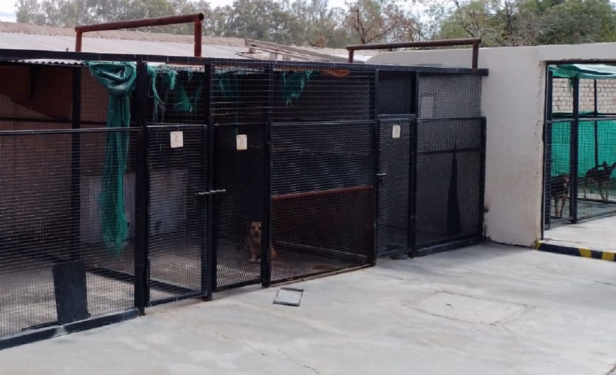 Caniles para los perros que están en observación en Zoonosis de Rivadavia.