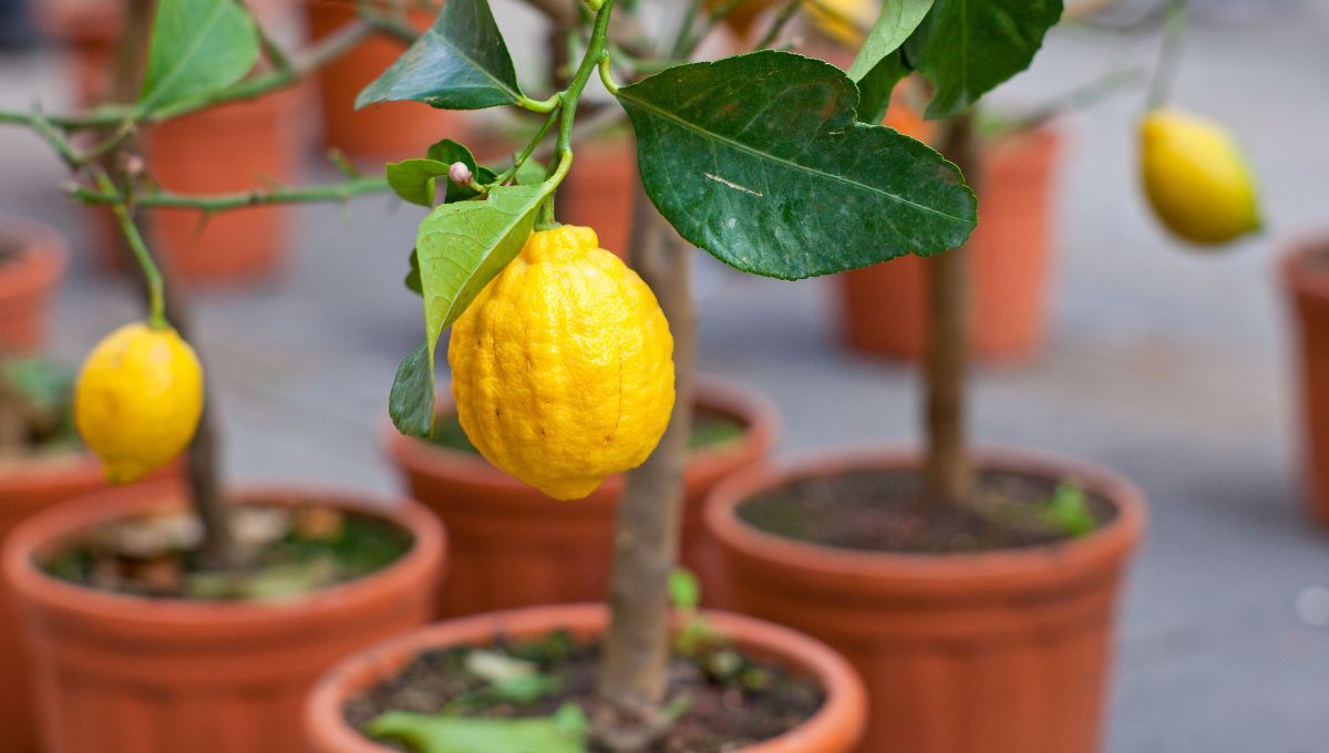 El truco casero para plantar un limonero desde la semilla en una maceta&nbsp;