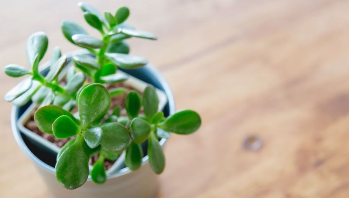 Cómo trasplantar un árbol de jade: consejo de jardinería de interior
