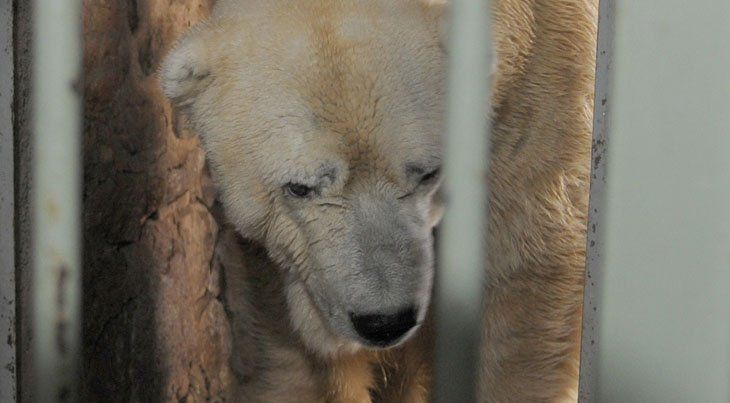 El oso Arturo sigue grave: perdió parte de la visión, el olfato y no quiere comer