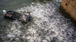Estados Unidos electrocuta los ríos para protegerse de la carpa asiática: los peces símbolo de China Estados Unidos electrocuta los ríos para protegerse de la carpa asiática: los peces símbolo de China