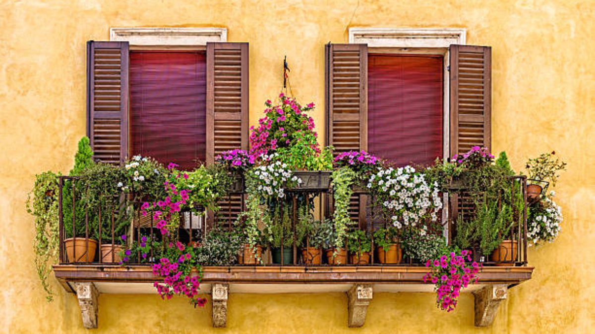 La planta en maceta que debes sembrar en diciembre para tener flores en el balcón durante todo el verano