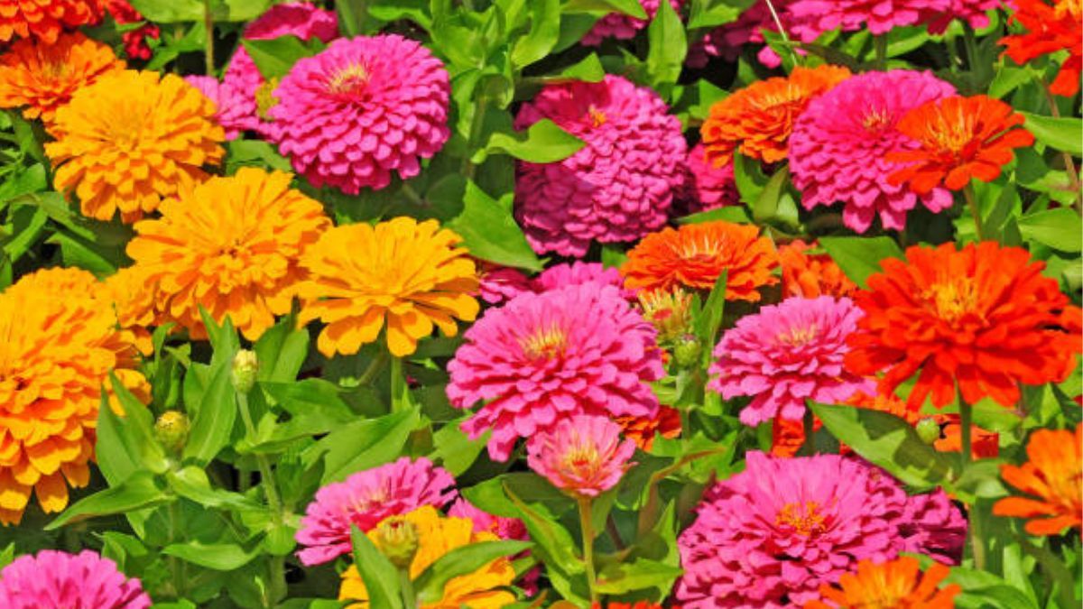 Estas plantas llenarán de vida tu jardín. Estas plantas llenarán de vida tu jardín.