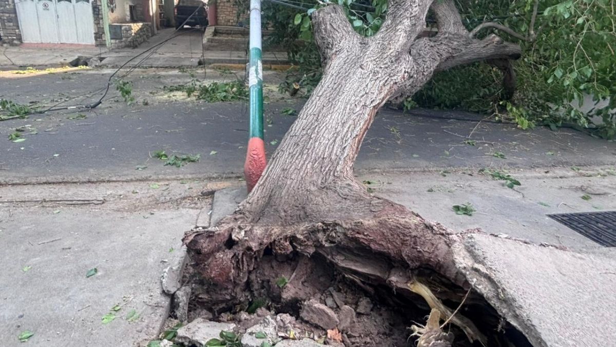 El árbol que cayó frente a una comisaría en San José, Guaymallén. El árbol que cayó frente a una comisaría en San José, Guaymallén.