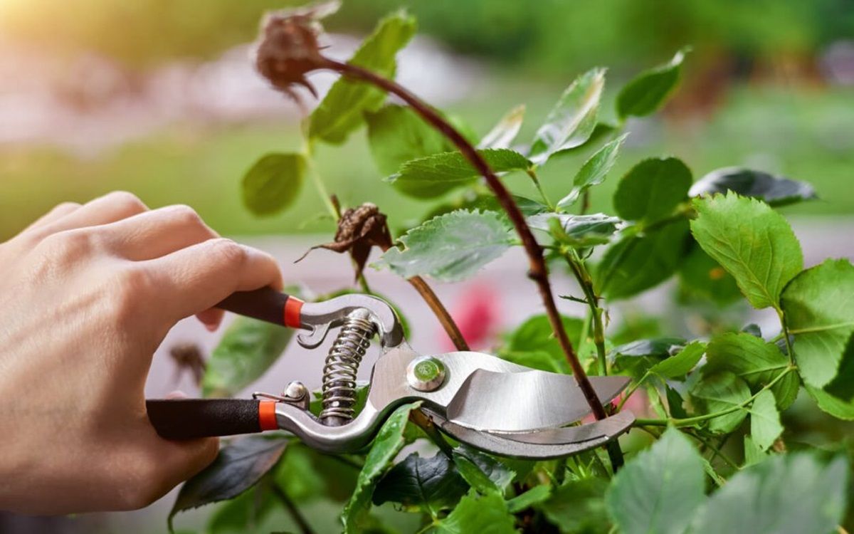 Toma nota de las plantas que deberías podar en febrero