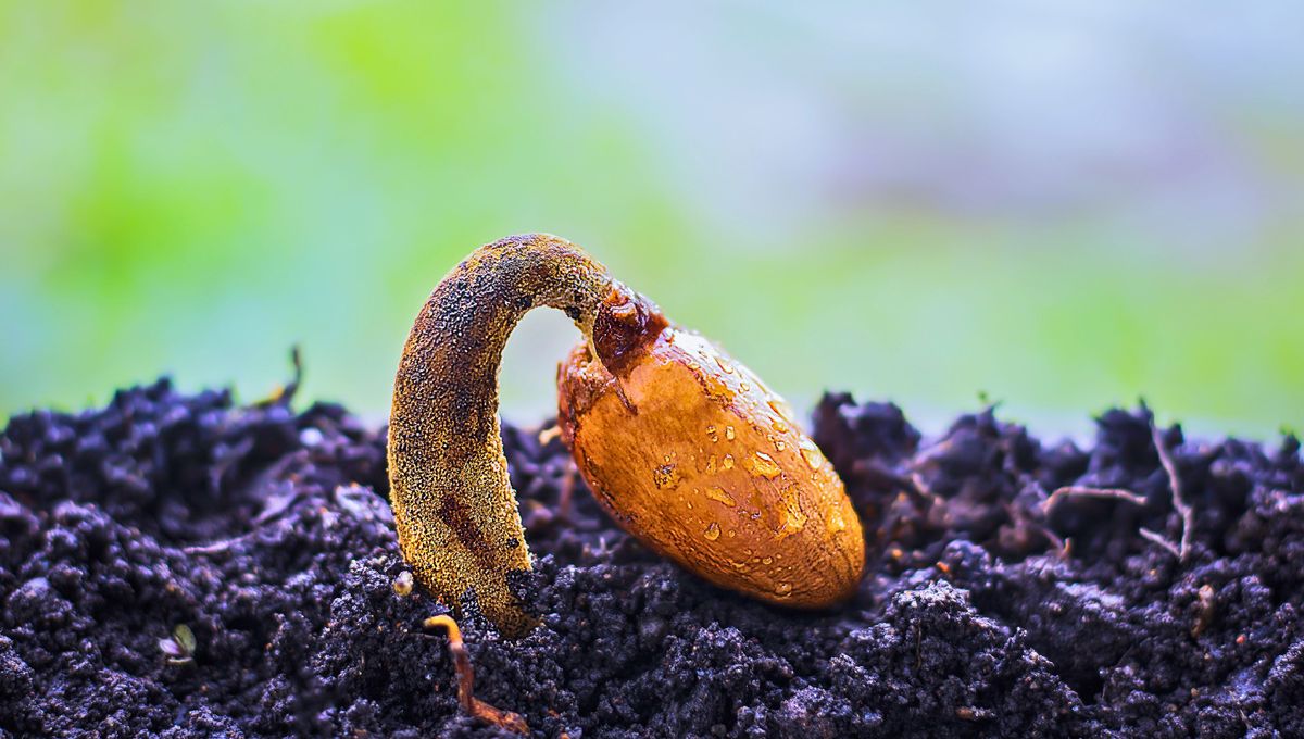 Los brotes crecen aproximadamente a las dos semanas de cultivo Los brotes crecen aproximadamente a las dos semanas de cultivo