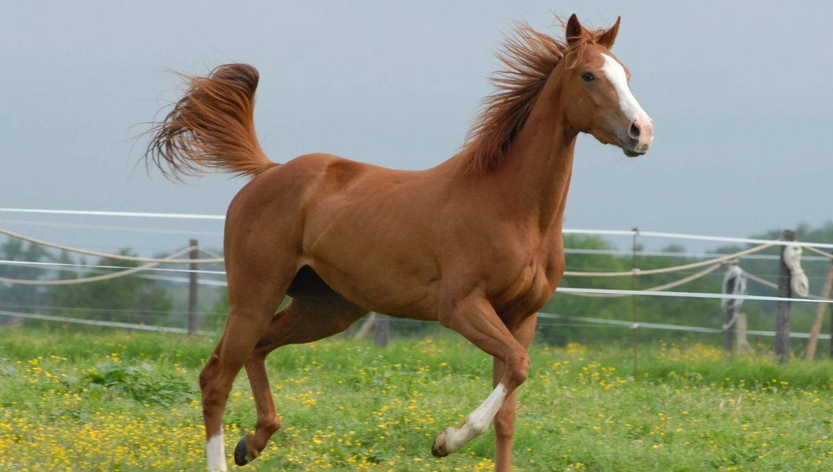 La parte del cuerpo que mueven los caballos para comunicarse: no es la nariz