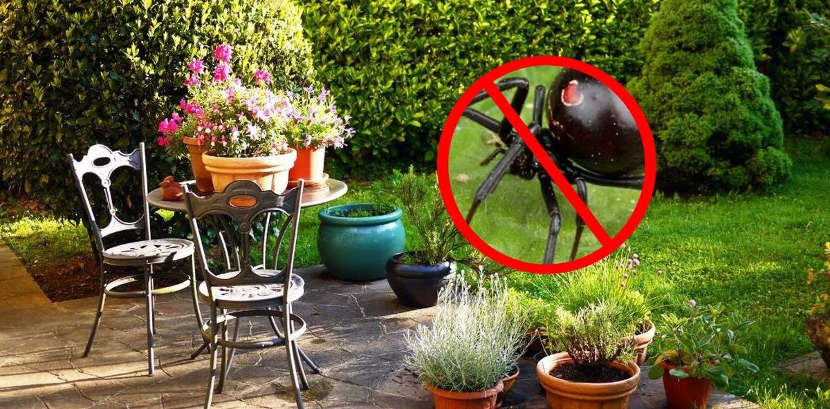 Evitarás las arañas con una planta aromática.