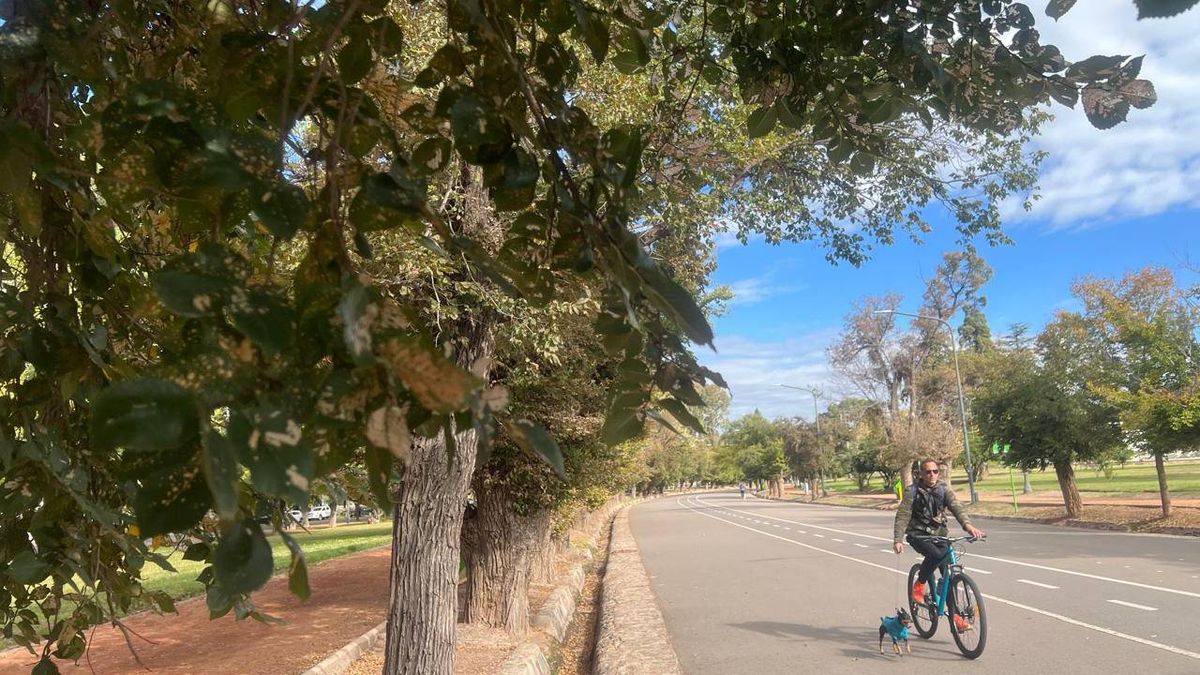 Las hojas de los olmos lucen con manchas o directamente se ven casi transparentes en las calles del parque San Martín. Las hojas de los olmos lucen con manchas o directamente se ven casi transparentes en las calles del parque San Martín.
