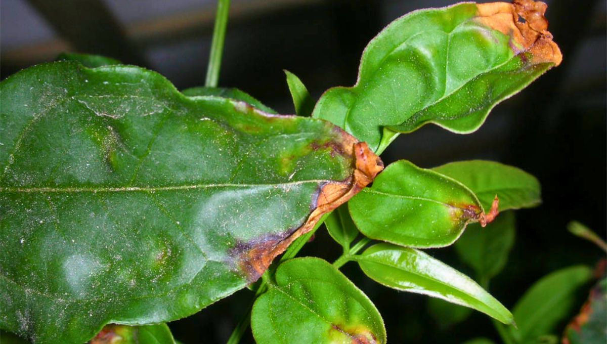 El jazmín puede tener hojas marrones por fallas en el cuidado o por enfermedades. El jazmín puede tener hojas marrones por fallas en el cuidado o por enfermedades.