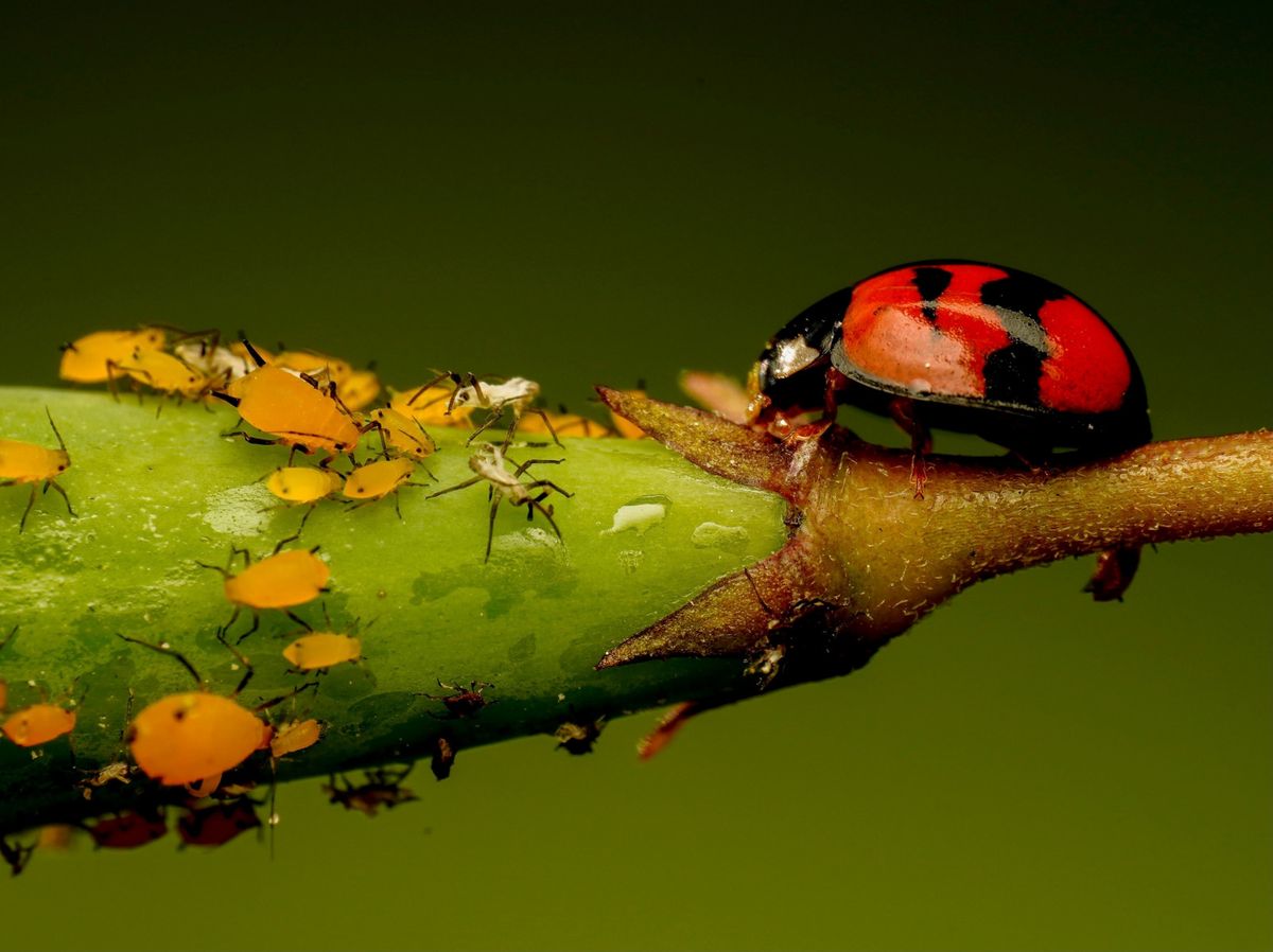 Prueba este insecticida casero para echar a las plagas de tu jardín. Imagen: Freepik