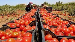 Un sector que podría sentir fuerte el impacto de la apertura de importaciones es el del productor de tomate y el industrial conservero del Sur de la provincia. 