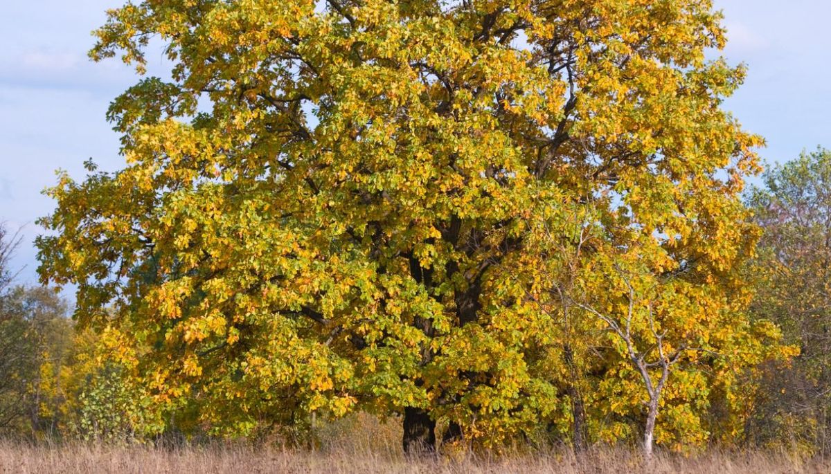 Este árbol es conocido como frescno común o fresno de hoja ancha. Imagen: Magnific.