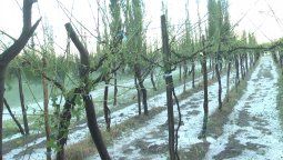 La tormenta arrasó los cultivos de varios distritos en menos de una hora