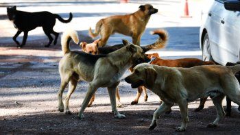 Los perros que atacaron a un hombre en Las Heras no estaban vacunados
