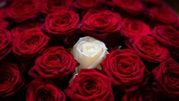 Gracias a este truco, tu ramo de rosas no estará seco nunca más&nbsp;