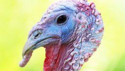 Proponen quemar caca de aves de corral para salvar el planeta
