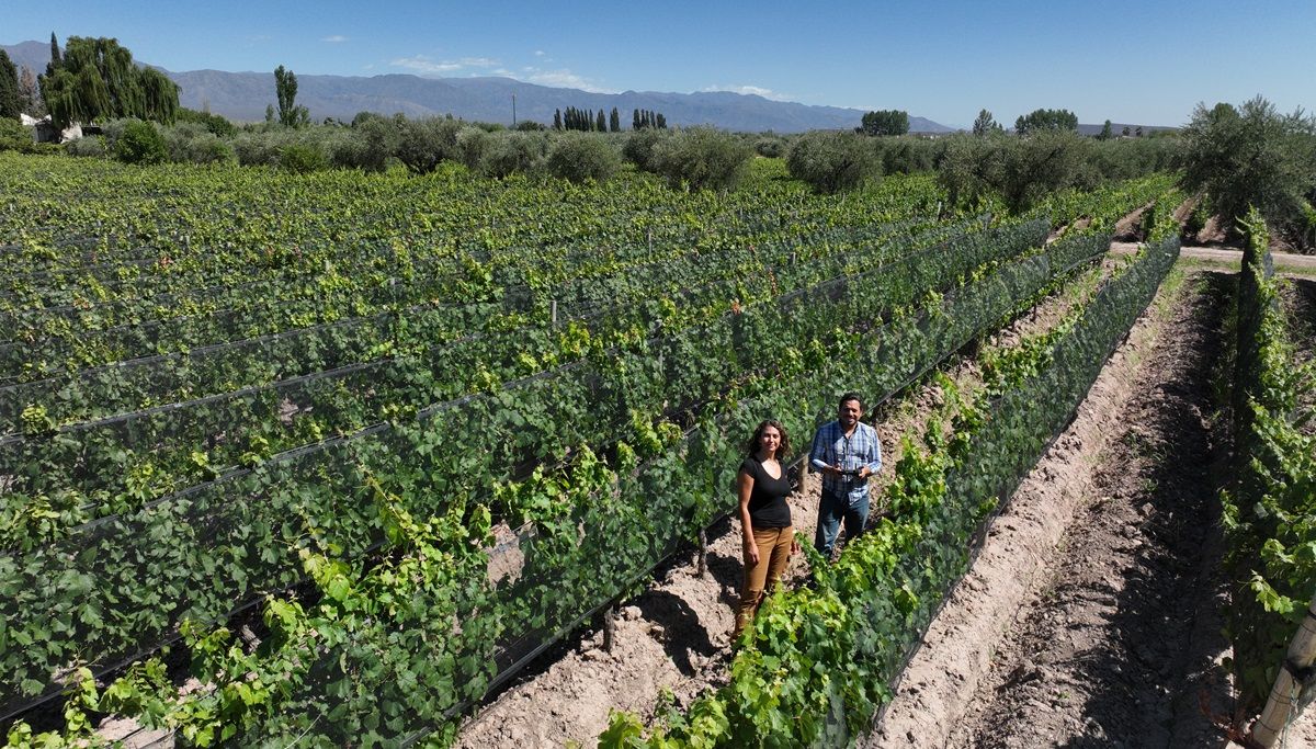 Los productores o encargados de fincas pueden conocer la salud de sus cultivos con imágenes de drones o satélites.