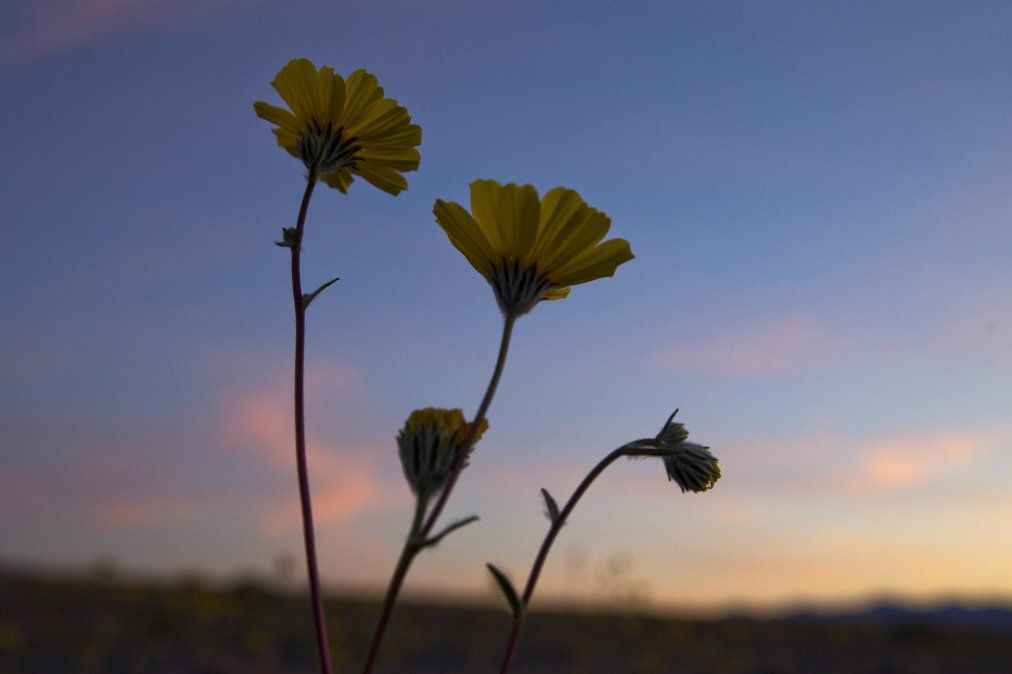 Nace una flor, todos los días sale el sol