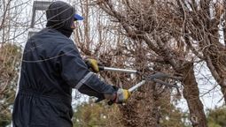 La provincia de Mendoza reforzó el marco legal para proteger los árboles de las calles como patrimonio ambiental.